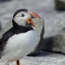 puffin_atlantic_msi_h_1660_can1282.jpg